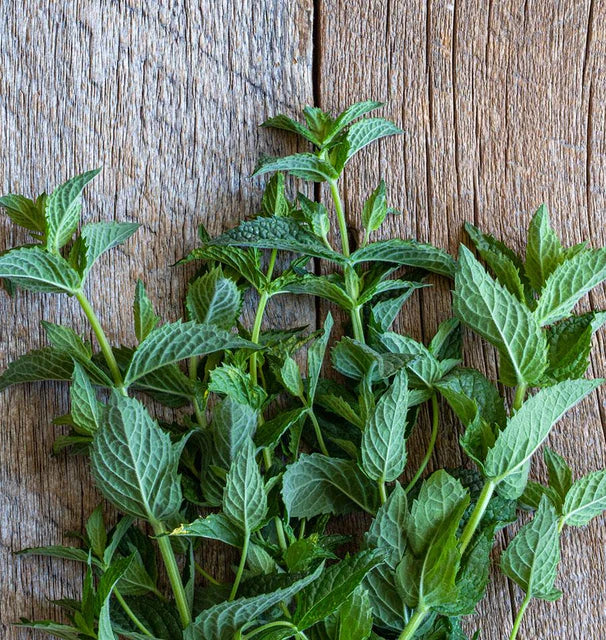 Herb, Peppermint