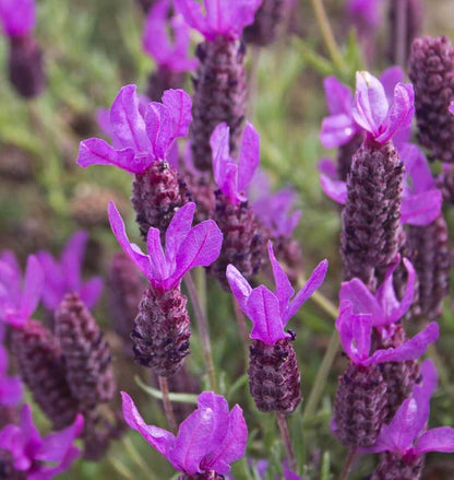 Herb, Lavender - French Lavender