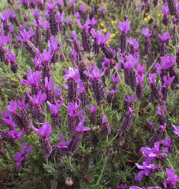Herb, Lavender - French Lavender