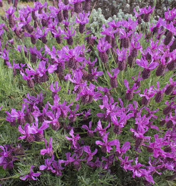 Herb, Lavender - French Lavender