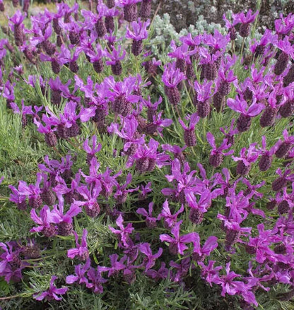 Herb, Lavender - French Lavender