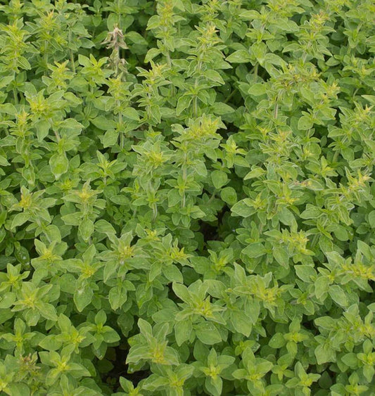 Herb, Oregano - Greek Oregano