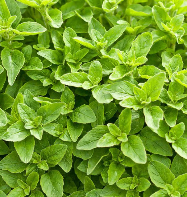 Herb, Oregano - Greek Oregano