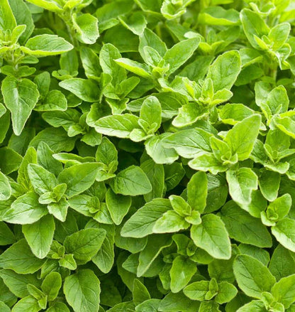 Herb, Oregano - Greek Oregano