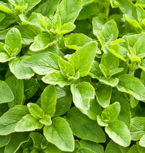 Herb, Oregano - Greek Oregano
