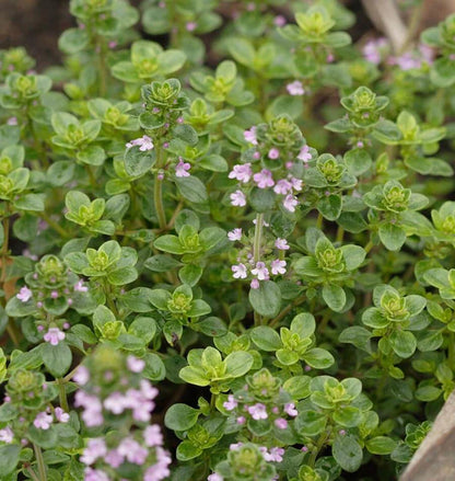 Herb, Oregano - Greek Oregano