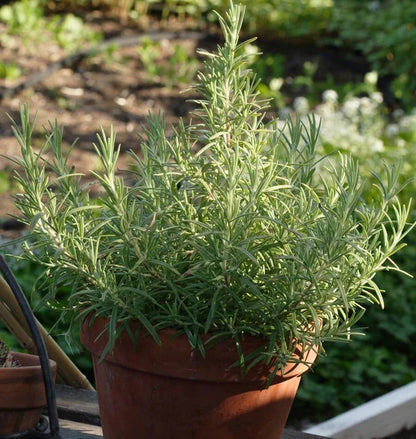 Herb, Rosemary