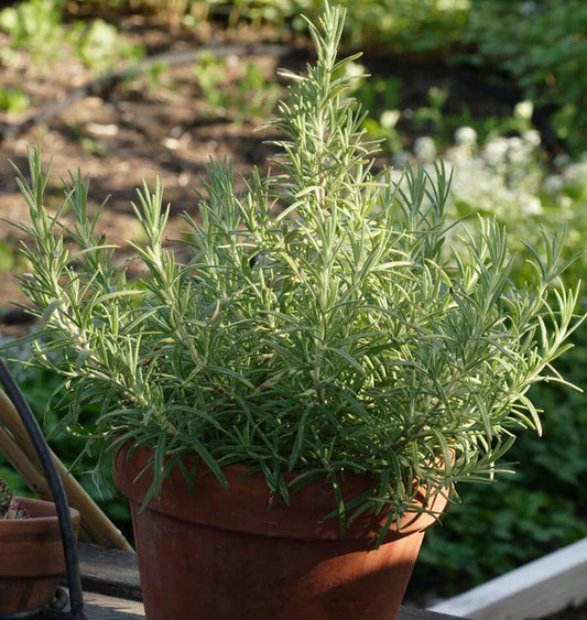 Herb, Rosemary