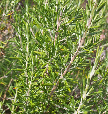 Herb, Rosemary