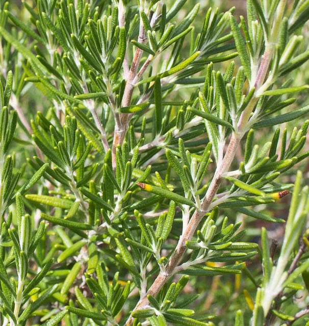 Herb, Rosemary