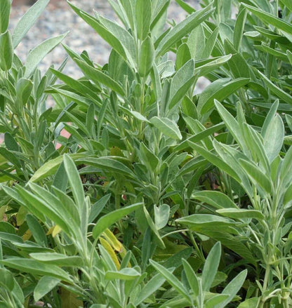 Herb, Sage - Ceres Organic