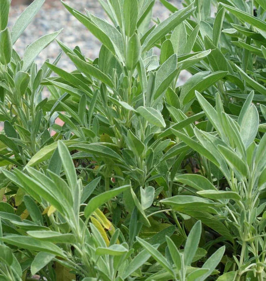 Herb, Sage - Ceres Organic