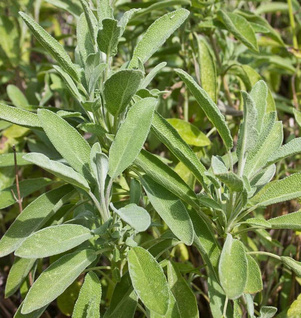 Herb, Sage - Ceres Organic