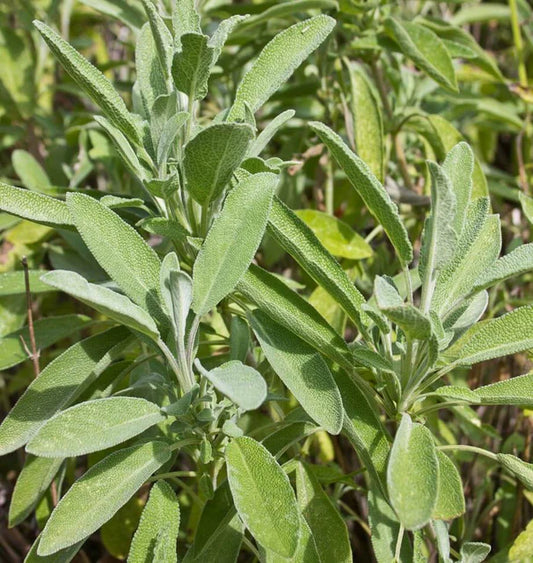 Herb, Sage - Ceres Organic