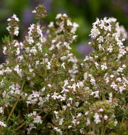 Herb, Thyme - Winter Thyme