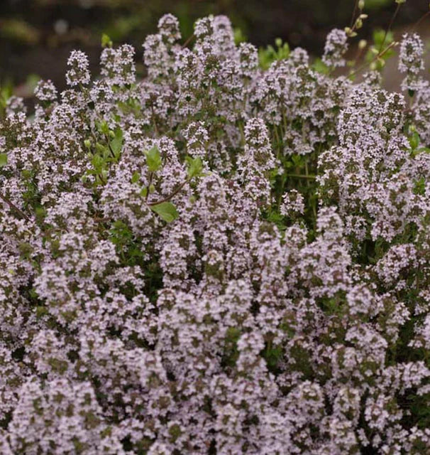 Herb, Thyme - Winter Thyme