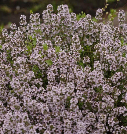 Herb, Thyme - Winter Thyme
