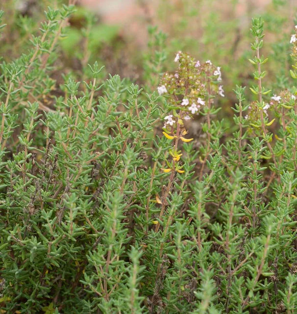Herb, Thyme - Winter Thyme