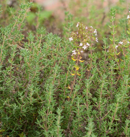 Herb, Thyme - Winter Thyme