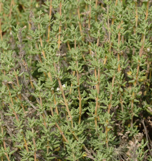 Herb, Thyme - Winter Thyme