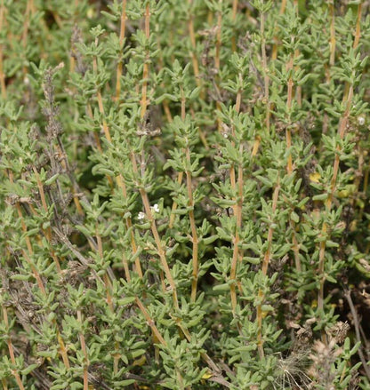 Herb, Thyme - Winter Thyme