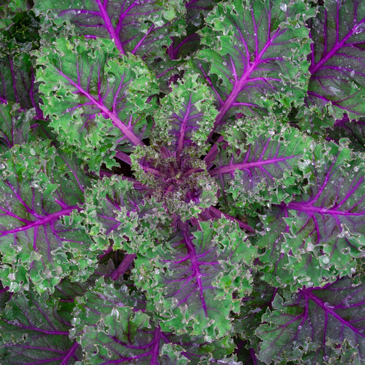 Kale Red Russian