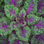 Kale Red Russian