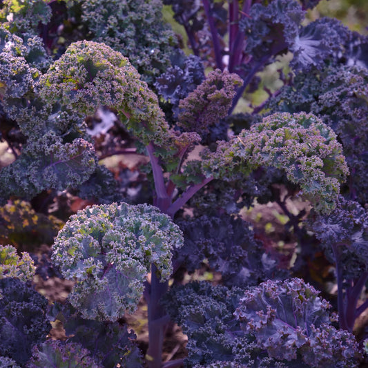 Kale, Scarlet