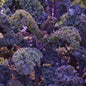 Kale, Scarlet