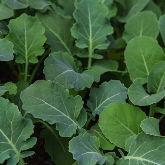 Kale, Smooth German