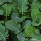 Kale, Smooth German