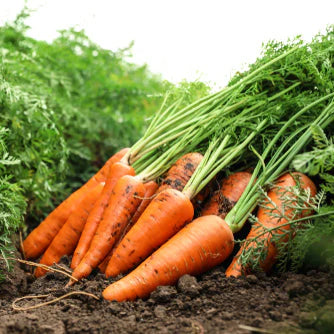Carrot, Kuroda
