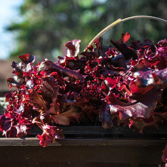 Lettuce Red Salad Bowl
