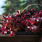 Lettuce Red Salad Bowl