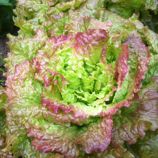 Lettuce, Drunken Woman