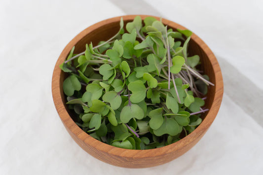 Microgreen Kohlrabi Purple Vienna