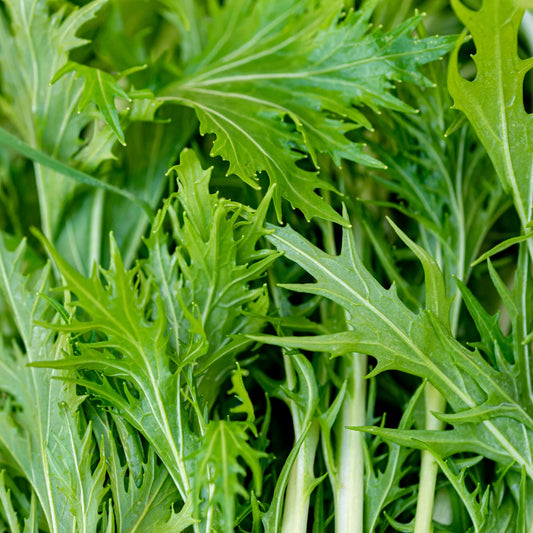 Mustard Greens, Mizuna