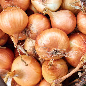 Onion, New York Early