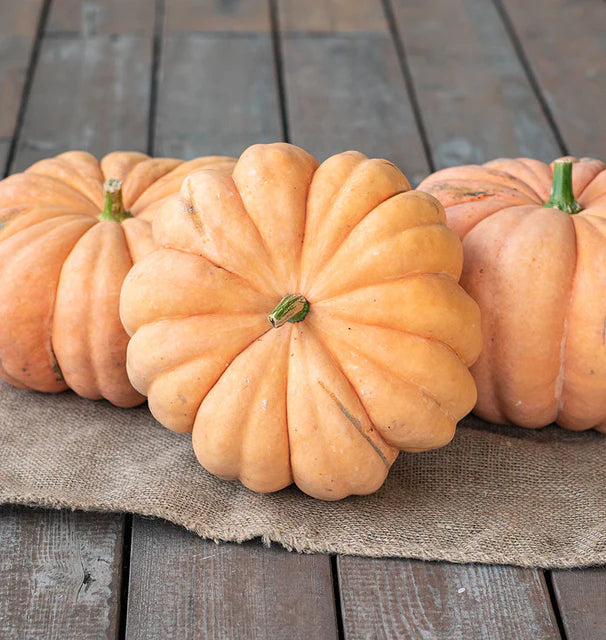 Pumpkin, Moranga
