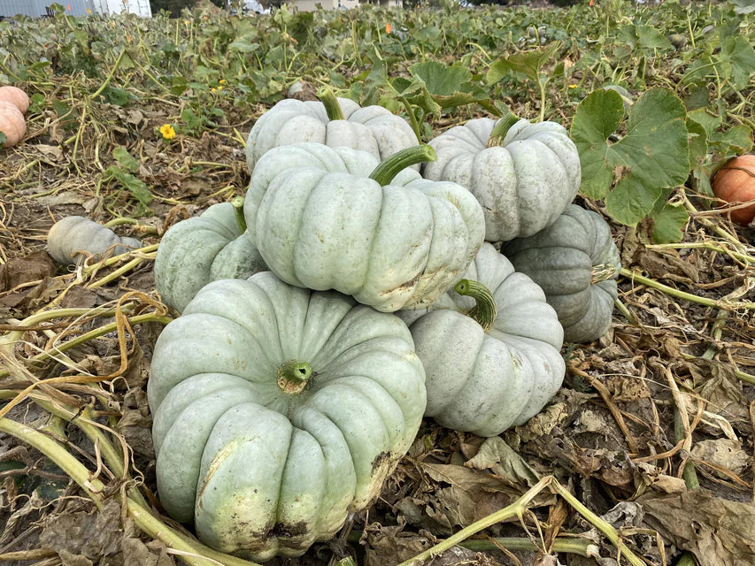 Pumpkin, Mint Prince F1
