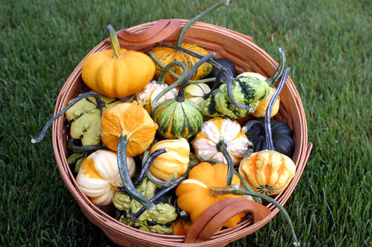 Pumpkin, Galaxy of Stars F1