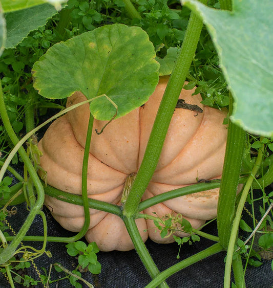 Pumpkin, Moranga