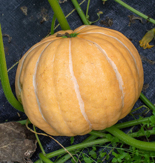 Pumpkin, Moranga