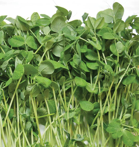 Microgreen Peas (Pea Shoots)