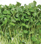 Microgreen Peas (Pea Shoots)