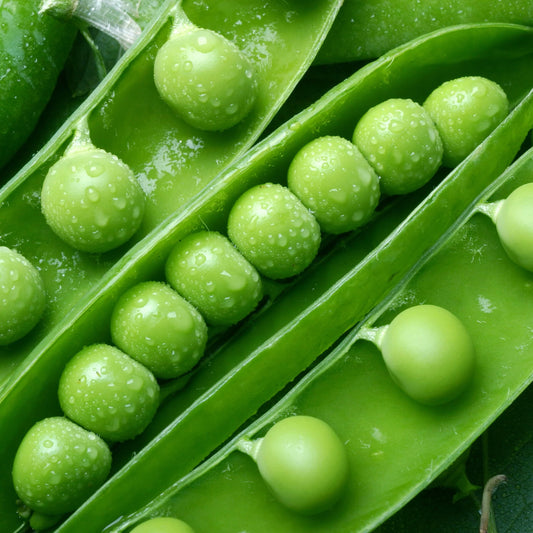 Peas, Champion of England (organic)