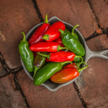 Pepper Hot Early Jalapeño