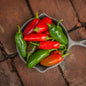 Pepper Hot Early Jalapeño