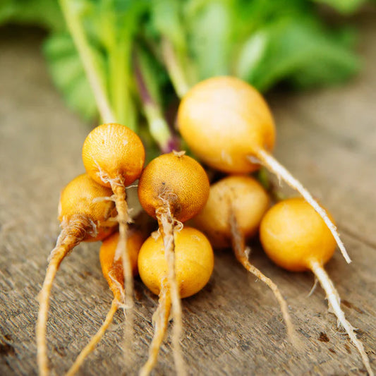 Radish, Horus