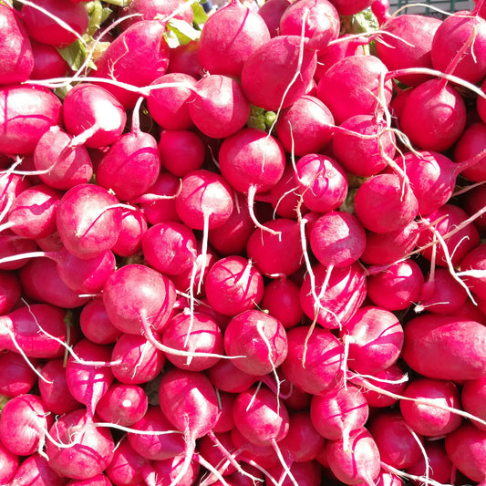 Radish, Pink Beauty (organic)